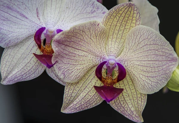 Bela Flor Falaenopsis Orhid — Fotografia de Stock