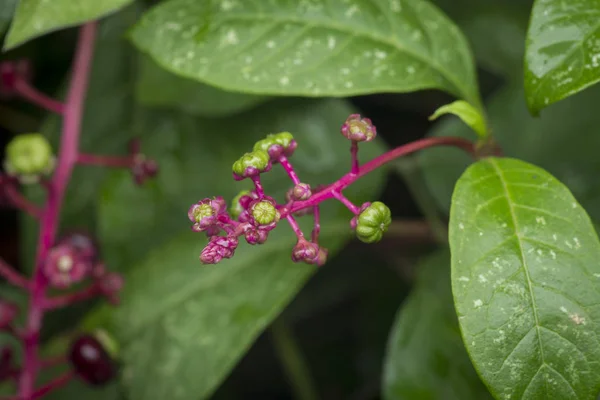 Pokeweed Poisonous Herbaceous Perennial Plant — Stock Photo, Image