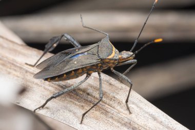 Kabak yaprağı ayaklı böceğin yakın plan çekimi..