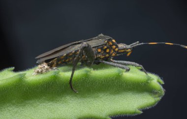 Kabak yaprağı ayaklı böceğin yakın plan çekimi..