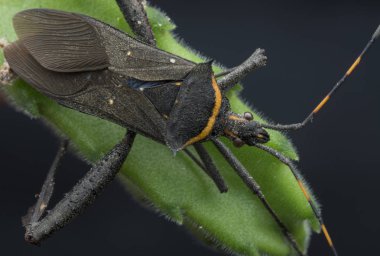 closeup shot of squash leaf-footed bug. clipart