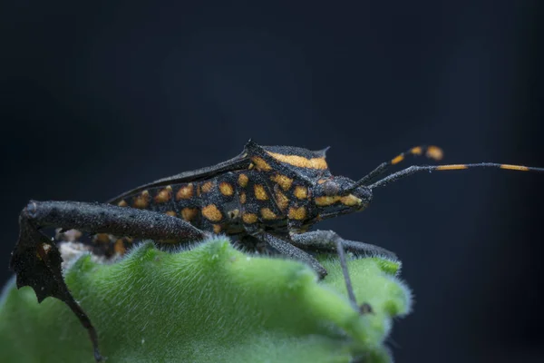 Primo Piano Colpo Zucca Foglia Footed Bug — Foto Stock