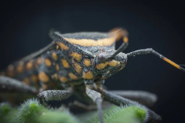 스쿼시 벌레의 클로즈업 — 스톡 사진