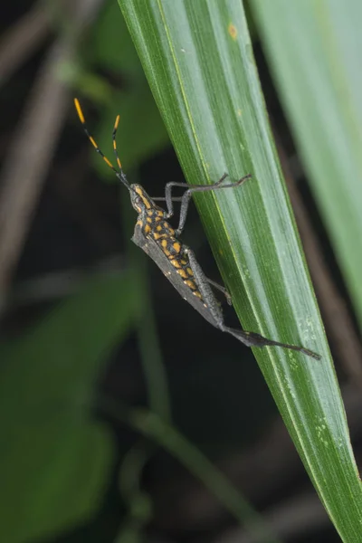 Kabak Yaprağı Ayaklı Böceğin Yakın Plan Çekimi — Stok fotoğraf