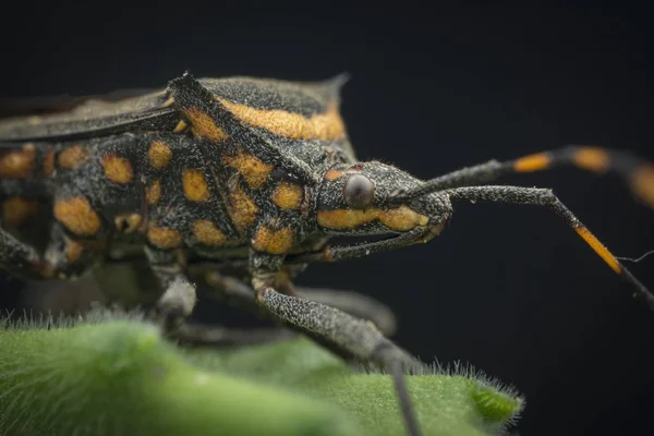 Close Tiro Abóbora Folha Bug — Fotografia de Stock