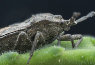 megymenum shieldbug yakın çekim 