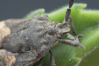 megymenum shieldbug yakın çekim 