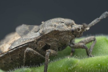 megymenum shieldbug yakın çekim 