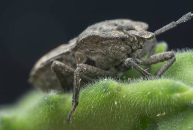 megymenum shieldbug yakın çekim 