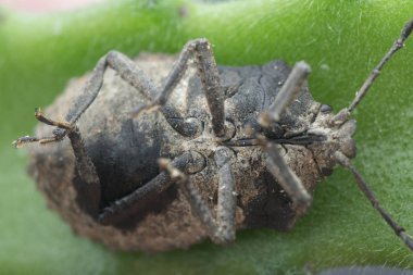 closeup shot of megymenum shieldbug  clipart
