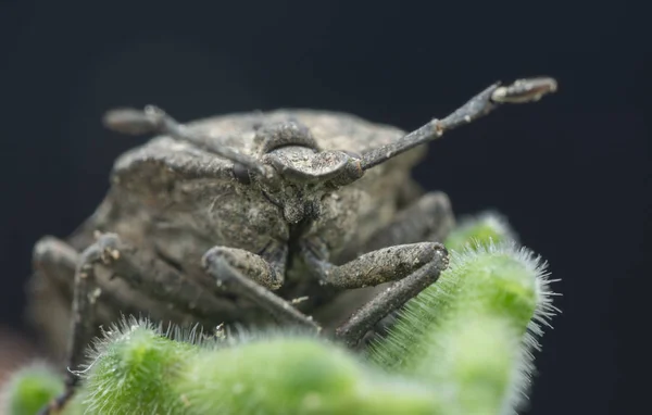 Zaostřená Záběr Megymenum Shieldbug — Stock fotografie