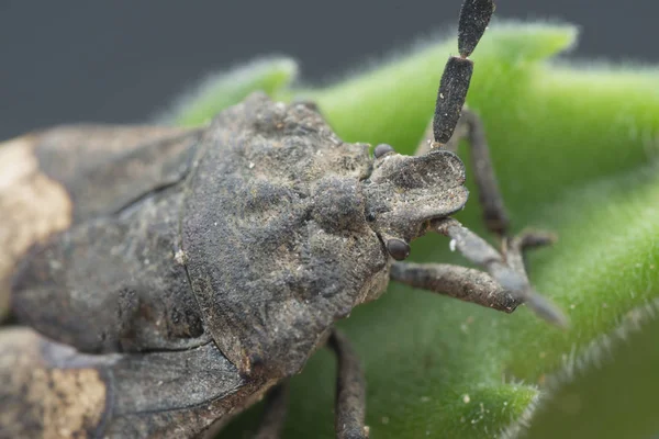 Κοντινό Πλάνο Του Megymenum Shieldbug — Φωτογραφία Αρχείου