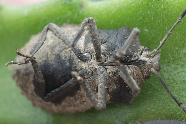 Closeup Shot Megymenum Shieldbug — Stock Photo, Image