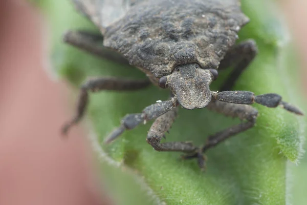 Close Tiro Megymenum Shieldbug — Fotografia de Stock