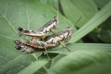 iki küçük pirinç çekirge çiftleme