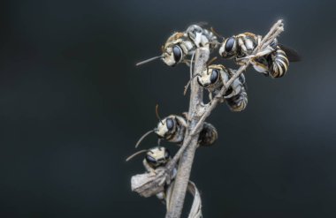 Dallara tüneyen arılar.