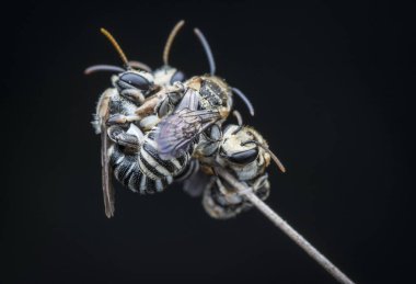 Dallara tüneyen arılar.