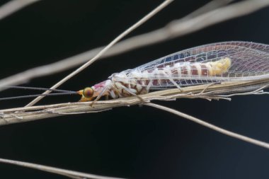 closeup shot of a common lacewing insect. clipart