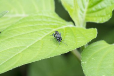 Eupelmidoe parazit eşekarısının yakın plan çekimi.