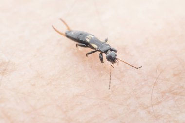 genç earwig dermaptera böcek insan kolunda sürünen.