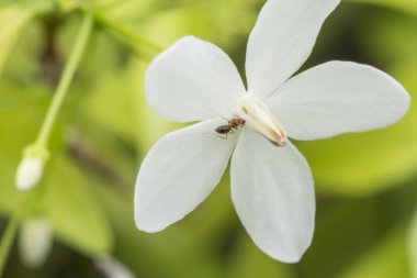yeşil su yasemin beyaz çiçek üzerinde carpentar karınca