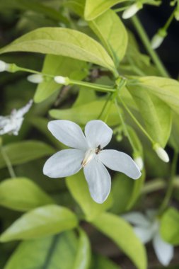 yeşil su yasemin beyaz çiçek üzerinde carpentar karınca