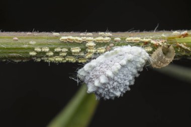 ağaç dalı üzerinde beyaz mealybug pseudococcidae