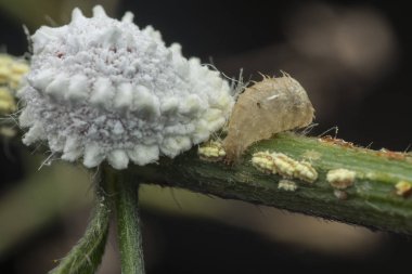white mealybug pseudococcidae on the tree branch clipart
