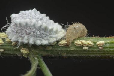 ağaç dalı üzerinde beyaz mealybug pseudococcidae