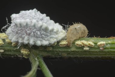 white mealybug pseudococcidae on the tree branch clipart