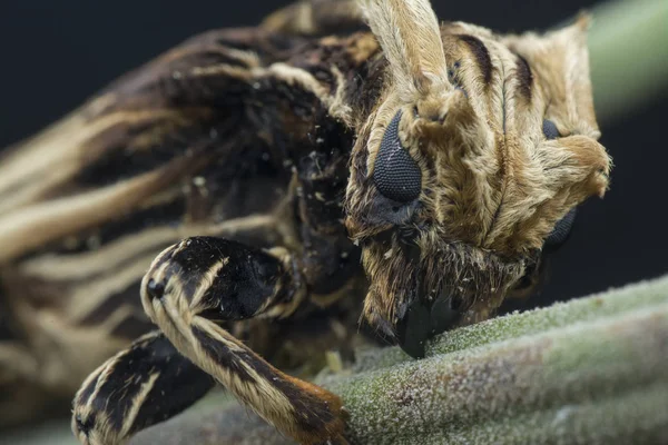 Gros Plan Avec Xylorhiza Adusta Longicorne — Photo