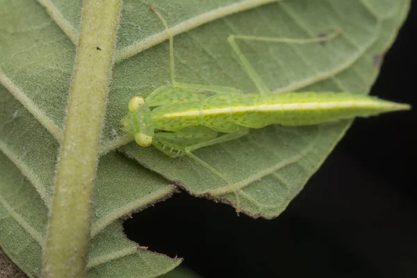 Primo Piano Con Ninfa Tropidomantis Tenera — Foto Stock