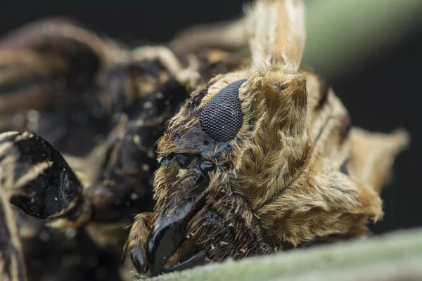 Primer Plano Con Xylorhiza Adusta Escarabajo Cuerno Largo —  Fotos de Stock