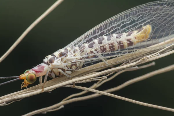 Close Tiro Inseto Lacewing Comum — Fotografia de Stock