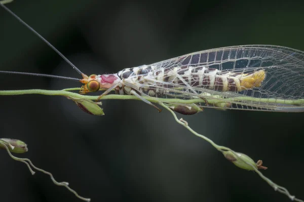 Primer Plano Insecto Común Lactación — Foto de Stock