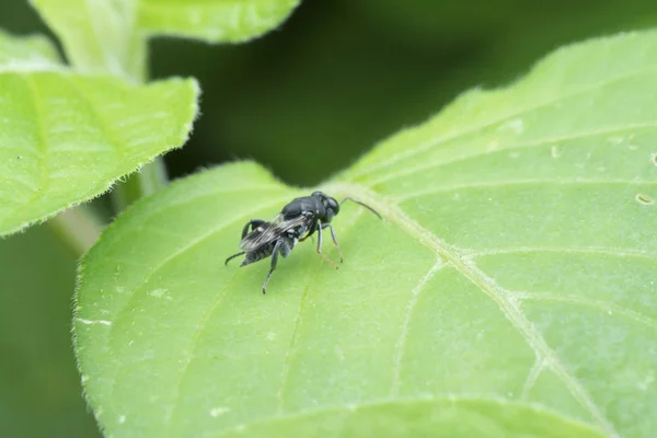 Gros Plan Guêpe Parasite Eupelmide — Photo