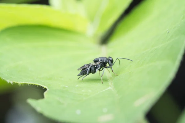 Gros Plan Guêpe Parasite Eupelmide — Photo