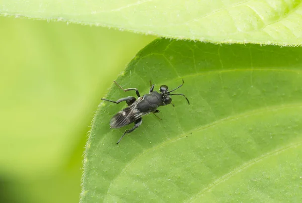 Gros Plan Guêpe Parasite Eupelmide — Photo