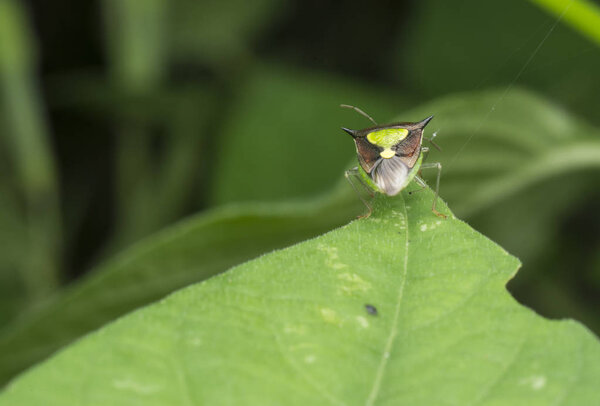 closeup shot of stinkbug from behind