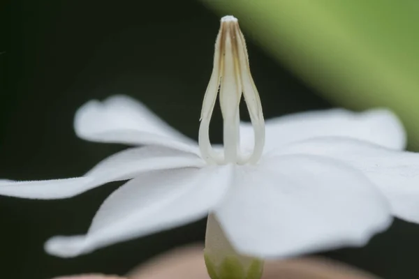 緑の水ジャスミン白い花のクローズアップショット — ストック写真