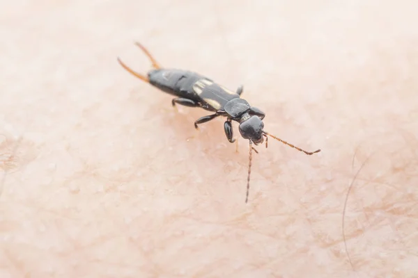 genç earwig dermaptera böcek insan kolunda sürünen.