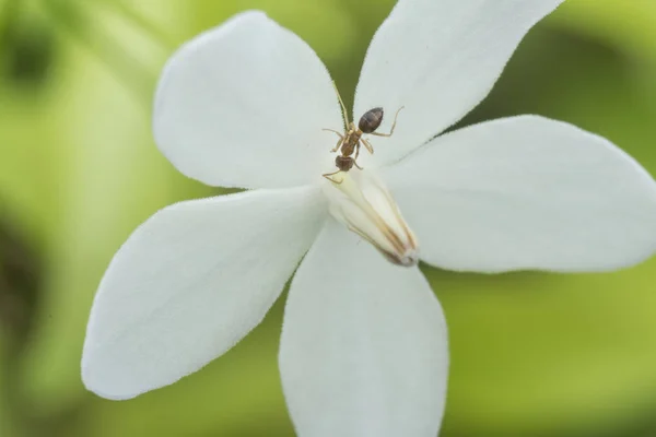 緑の水ジャスミン白い花のカーペンターアリ — ストック写真