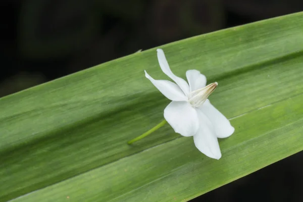 Close Shot Van Groene Water Jasmine Witte Bloem — Stockfoto