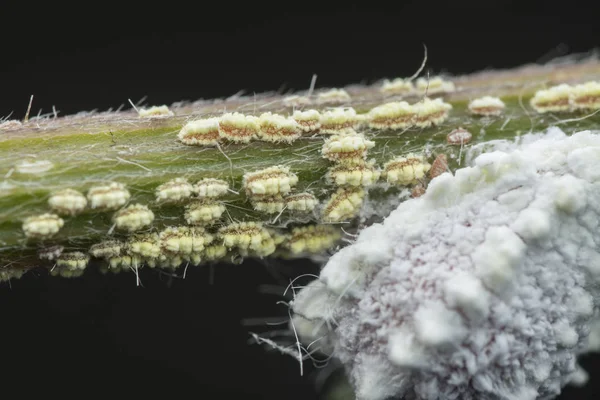 Pseudococcidi Mealybug Bianchi Sul Ramo Dell Albero — Foto Stock