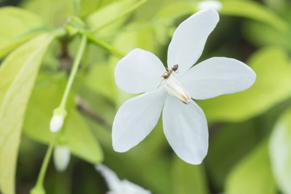 緑の水ジャスミン白い花のカーペンターアリ — ストック写真