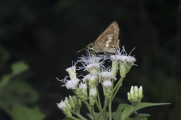 Close Com Delaware Skipper Traça — Fotografia de Stock