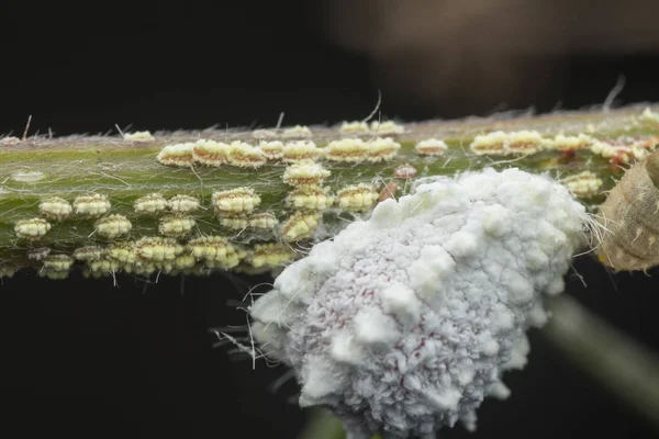 Fehér Mealybug Pseudococcidae Ága — Stock Fotó