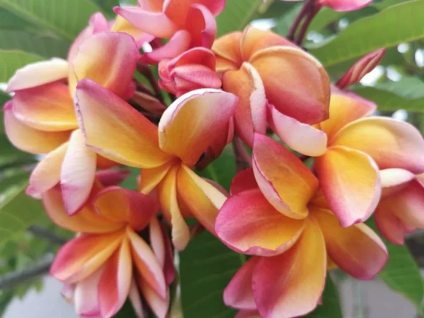 Vackra Röda Gula Plumeria Blommor — Stockfoto