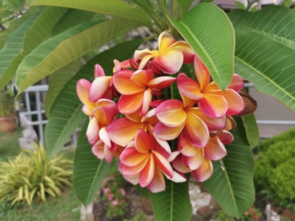 Güzel Kırmızı Sarı Plumeria Çiçekler — Stok fotoğraf