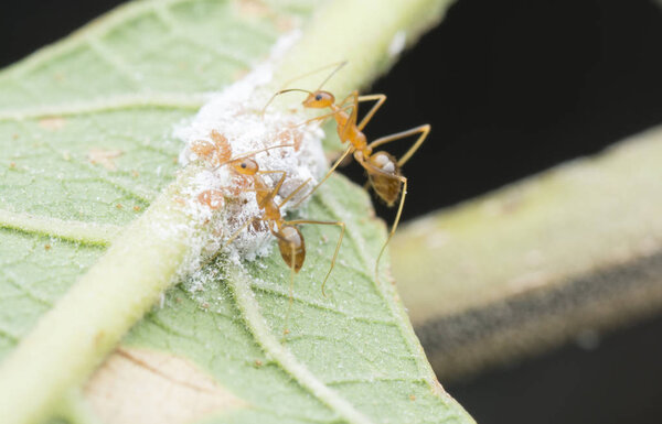 yellow crazy ants feeding on white mealybug pseudococcidae